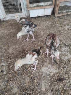 aseel chicks age 2 months