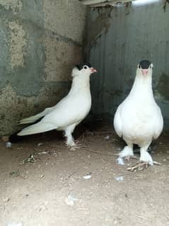 fancy pigeon