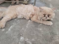 Persian Triple Coated Punch Face Male