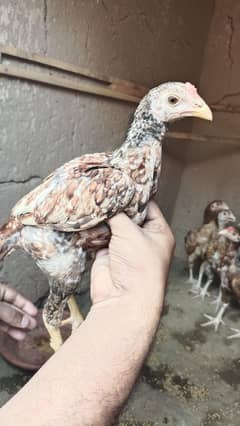 Aseel patha pathya