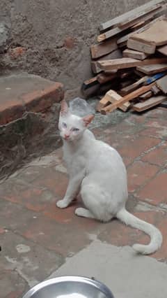 Kitten Cute Siamese