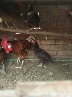 6 females and 1 male 03018664294 whatsapp only