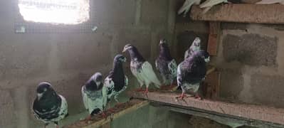 pigeon for sale