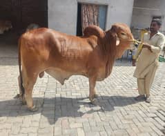 Sahiwal