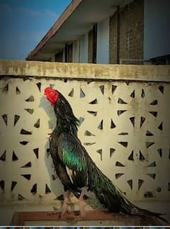 urgent sale kerne ha 4 maheno ke chuzy ha
