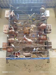 Australian Parrots Colony