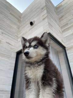 Siberain husky