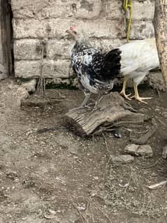 Golden misri desi murghi