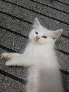 Persian Double Coat White Cat