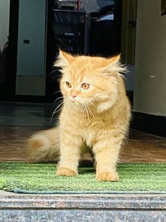 Persian kitten ginger color