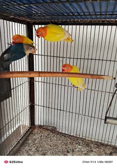 Love birds pair lotino personata red eyes, parblue split ino split op