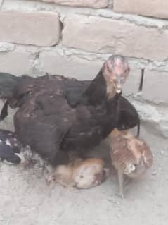 Good hens he 12 manth ka he