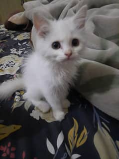 Persian kitten