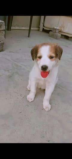 afghan kuchi urgent sale 1 month baby bilkul active hai