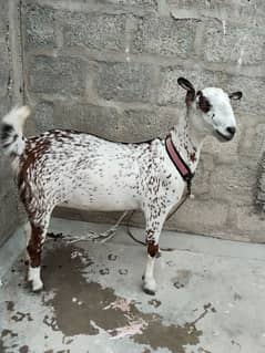 bakri. . healthy and active