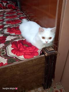 Persian cat double coat for sell