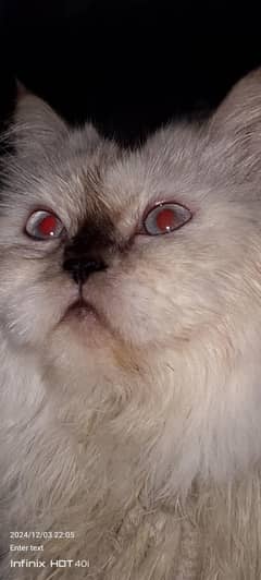pershion cate pinch face tripele cot