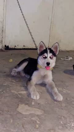 Husky