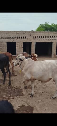 5 kheera wacha 03036647073 whatspp
