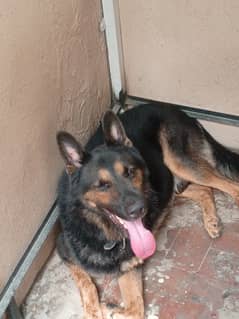 German shepherd dog for sale