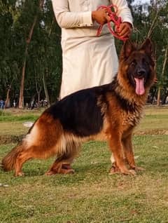 German