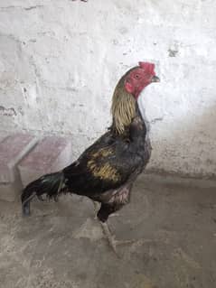 Aseel Nar murga