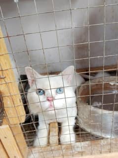 all cats for sale