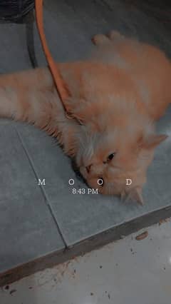 He is Persian cat and his colour is cream and age is 9 months