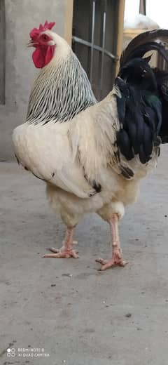 Light Sussex / chicks / eggs / murga / Aseel / fancy / shamo / hens