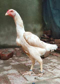 Quality White O Shamo Madi
