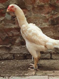 Quality White O Shamo Madi