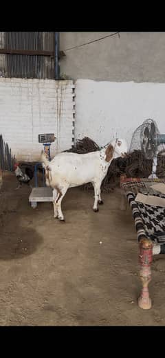 healthy and active bakri hain