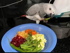 African grey parrot for sale  0329-2335-351