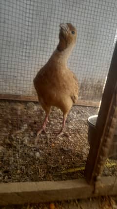 irani male dakhni female 100%breeder piar