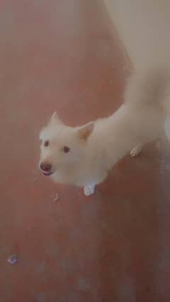Russian Samoyed dog