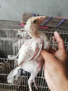 Murga cross zero size and Aseel Chicks.  number 03. . 3.3 3. . 7. . 74. . 07.5
