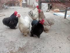 bentum hens 2 males 3 famales for sale