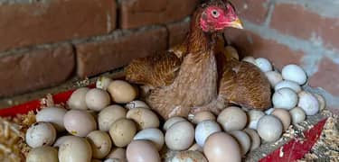 EGGS 12 315 RUPEES