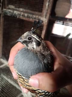 California quails