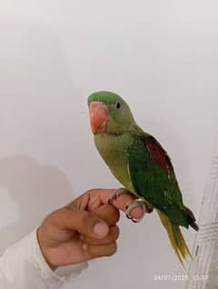 parrots