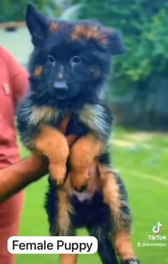 Pedigree German shepherd puppies available for sale