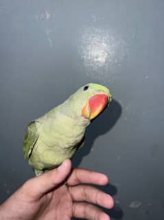 Jumbo size kashmiri female