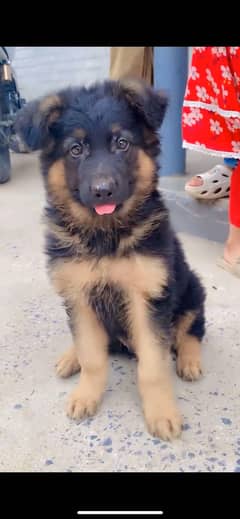 German shepherd