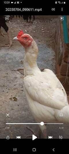 exchange possible with misri hens