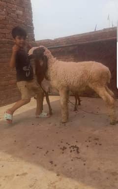 dasi chatra 03098289032