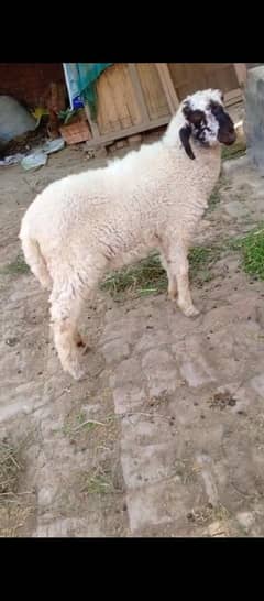 chatra | CHATRA | bakra