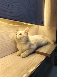 Female Persian cat tripple coated fully vaccinated for sale