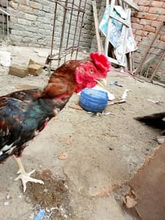 pure aseel for sell