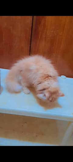 Persian Kitten Male Cat