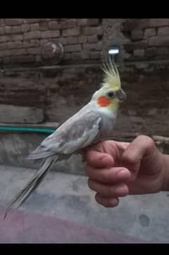 cockatiel for sale